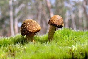 世界游艇挑战赛赛事可持续发展认证获批，2021国际游艇展